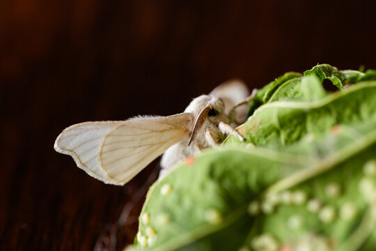 Silkworm moth on mulberry leaf with eggs