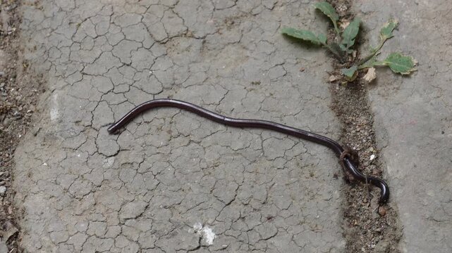 Blind Snake on Dry Cracked Soil