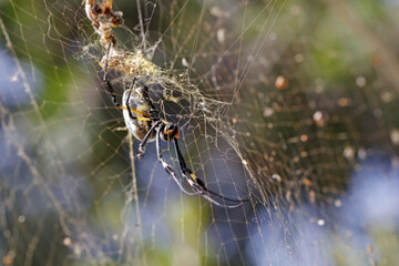 Araign&eacute;e sur sa toile