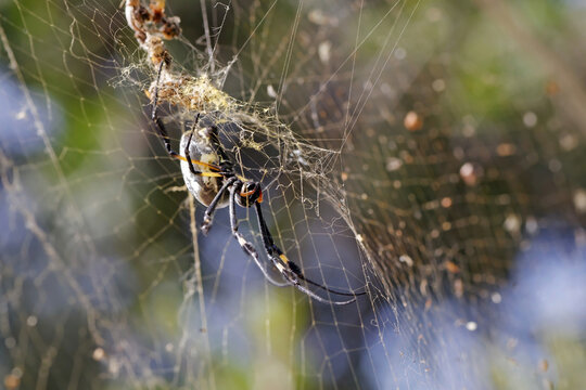 Araign&eacute;e sur sa toile