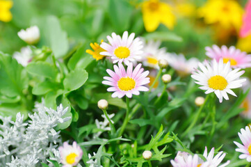 Japan daisy or purple Bellis perennis or purple daisy flower , daisy flower or Gold Carpet or Gloden Fleece or Asteraceae © jobrestful