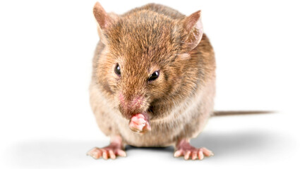Isolated mouse standing upright looking up on transparent background png © Pankaj Kumar