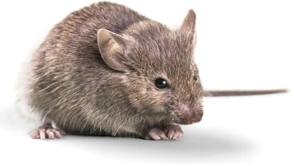 Isolated mouse standing upright looking up on transparent background png © Pankaj Kumar