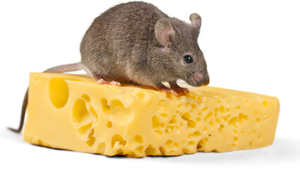 Isolated mouse standing upright looking up on transparent background png © Pankaj Kumar