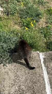 Close-up vertical footage of a domestic cat in hunting mode. The cat is crouching, wiggling its tail, and staring intensely with dilated pupils, preparing to pounce. High-quality 4K video for pet care