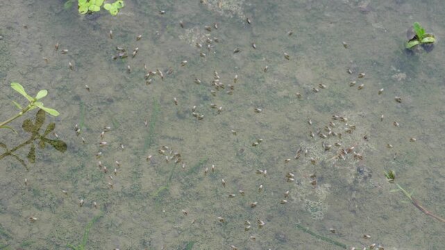 Several small insects on the waterlogged field