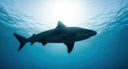 Obraz premium Powerful bull shark swimming through bright blue ocean waters creating an underwater silhouette