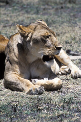 Fototapeta premium lioness (Panthera leo) dozing in the sun, Serengeti, Tanzania