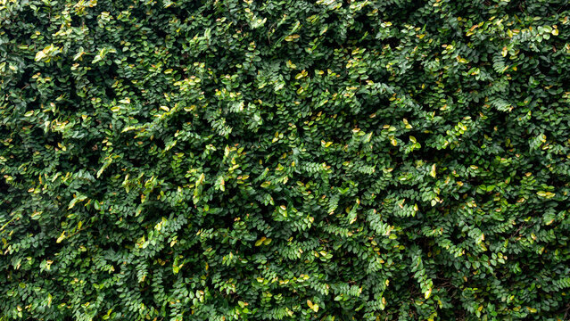 Close view of dense hedge plant leaves forming a natural green texture. The foliage creates a decorative botanical background often used in garden landscaping.