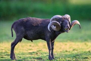 A powerful dark ouessant ram with impressive horns stands in a green field, mouth agape. Its intense gaze and striking features capture the essence of wild nature. © erwin