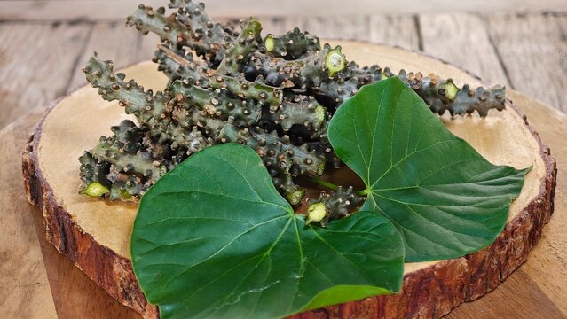 Heart leaved moonseed, Tinospora cordifolia. Thai herb.