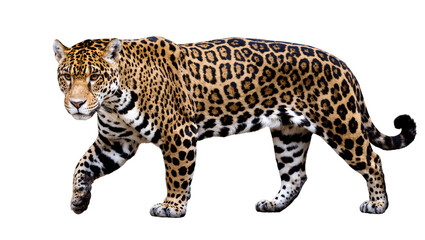 Isolated powerful jaguar walking, a magnificent wild feline with spotted coat © Maelle