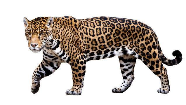 Isolated powerful jaguar walking, a magnificent wild feline with spotted coat