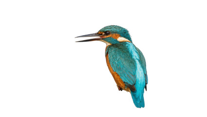 Obraz premium Isolated vibrant colorful common kingfisher bird in profile, wild aquatic animal in nature