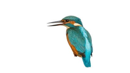 Fotobehang IJsvogel Isolated vibrant colorful common kingfisher bird in profile, wild aquatic animal in nature  © Maelle