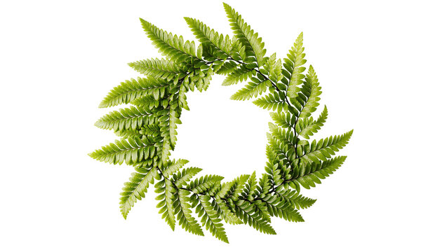 Isolated fresh green fern leaves arranged in a natural circular wreath shape for botanical design