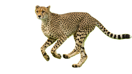Isolated elegant cheetah in motion, displaying its iconic spotted fur and athletic build © Anneliese