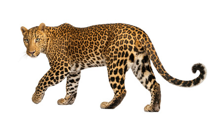 Fototapeta premium Isolated adult leopard walking with a watchful gaze, a magnificent and powerful wild feline