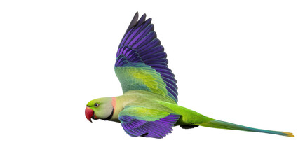 Isolated vibrant green parrot in dynamic flight, showcasing colorful purple and green wings © Anneliese