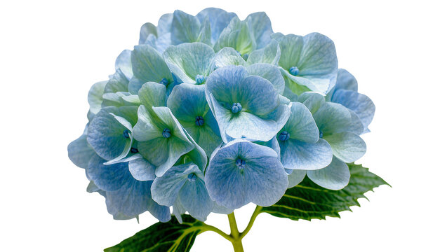 Isolated beautiful blue and green hydrangea flower head with leaves and stem, vibrant bloom