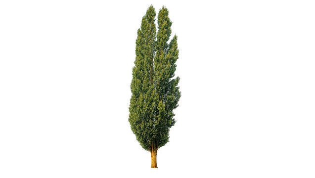 Isolated Lombardy poplar tree with narrow crown and green foliage standing tall and slender