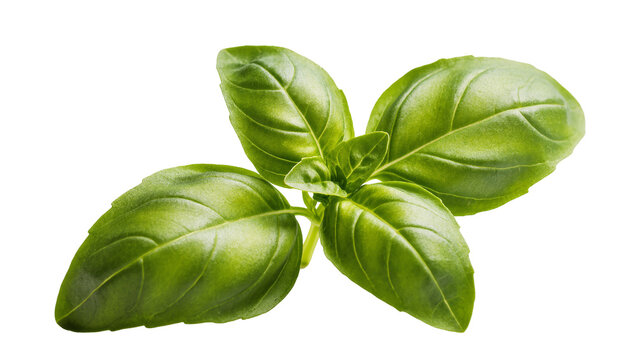 Isolated fresh green basil sprig with vibrant leaves, aromatic organic culinary herb ingredient