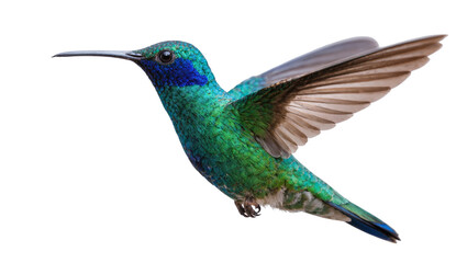 Isolated dazzling emerald-green and blue hummingbird with shimmering iridescent plumage in flight © Aino