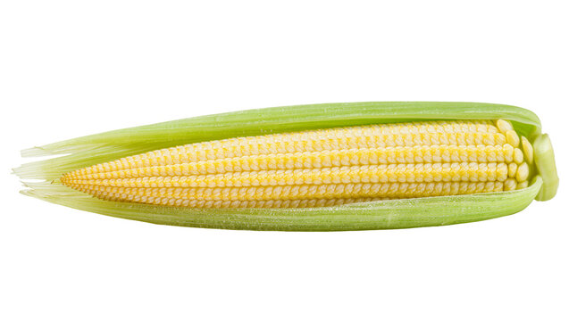 Isolated fresh baby corn cob with bright yellow kernels and green husks, raw healthy vegetable.