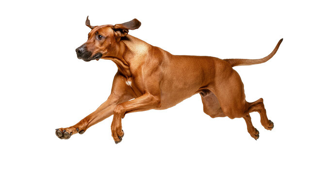 Isolated powerful Rhodesian Ridgeback dog performing energetic mid-air jump in dynamic action