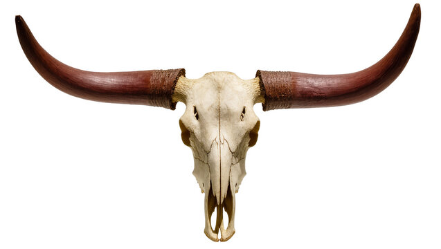 Isolated steer skull with large, curved horns, a powerful symbol of wild west and ranch life