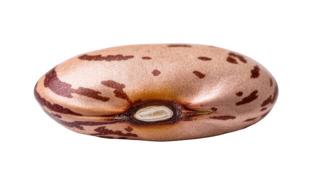 Isolated single dry pinto bean, a natural and healthy legume ingredient for cooking.
