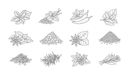 Hand drawn collection of herbs and spices with star anise peppercorns and chili © Md