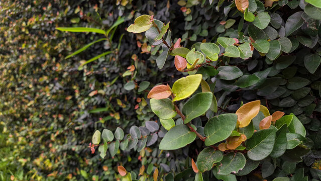Dense round leaves growing in a tropical garden environment. The vibrant foliage forms a natural botanical pattern and lush green vegetation.