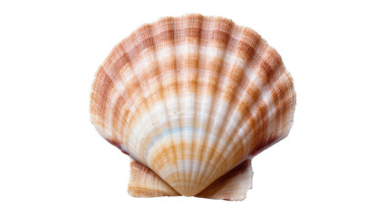 Isolated beautiful sea scallop shell with natural ridges and vibrant warm colors of ocean life © Solene