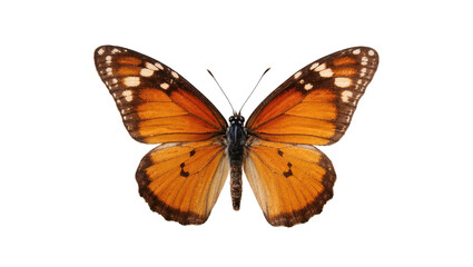 Isolated beautiful colorful butterfly with open vibrant orange wings and intricate dark markings © Solene