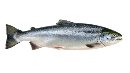 Fototapeta premium Isolated Atlantic salmon, fresh whole fish, side view showing its silvery scales and dark spots