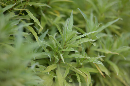 Vibrant green leaves in lush natural setting