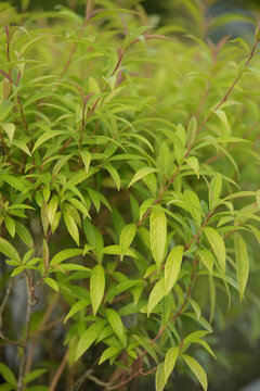 Vibrant green leaves in lush natural setting