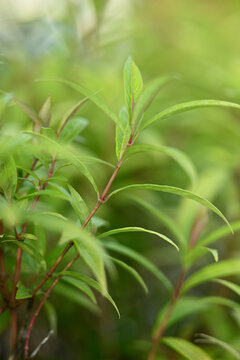 Vibrant green leaves in lush natural setting
