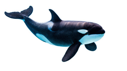 Isolated majestic orca killer whale, powerful marine mammal swimming freely in oceanic waters © Solene