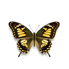 Fototapeta premium A beautiful butterfly with yellow and black wings isolated on a white background.
