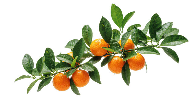 Isolated branch of fresh ripe tangerines with vibrant green leaves, healthy organic citrus fruits