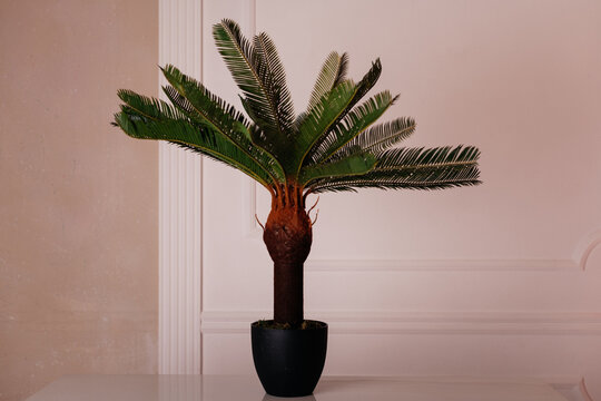 Indoor cycad palm in black pot on table