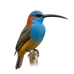 Obraz premium A colorful bird with a long beak perched on a branch 1.