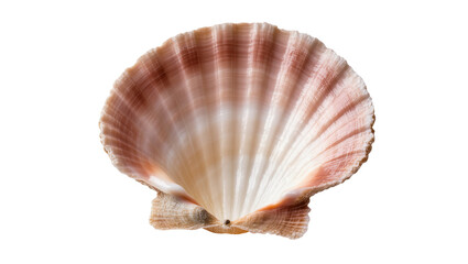 Isolated natural open scallop seashell with delicate pink and white ridged patterns © Corman