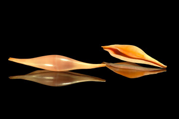 Ciprea Cowrie a specimen of Phenacovolva rosea, commonly known as the rosy spindle cowry.   © antasfoto