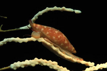 Mediterranean ovulid, Simnia spelta on Gorgonia, Adriatic Sea, Mediterranean Sea, Sardinia © antasfoto