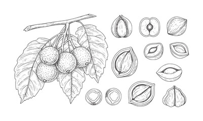 Hand drawn branch with berries and various nuts and seeds fruit © The