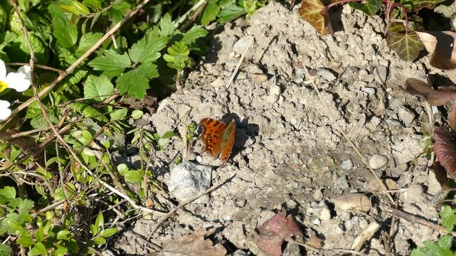 Comma butterfly (Polygonia c-album) sitting on the ground in Zurich, Switzerland