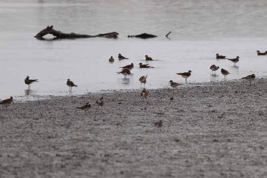 Killdeer foraging at a lake